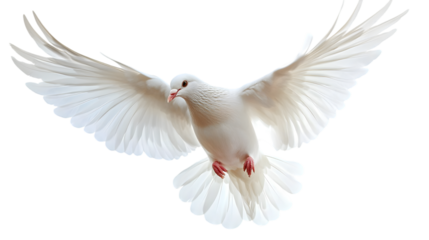 A white dove is flying in the air with its wings spread wide.