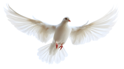 A white dove is flying in the air with its wings spread wide.