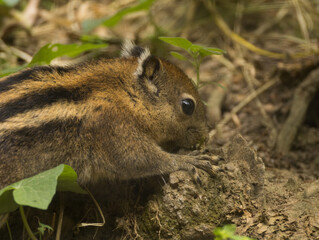 Ecureuil ray&eacute; de Swinhoe