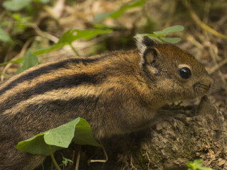 Ecureuil ray&eacute; de Swinhoe
