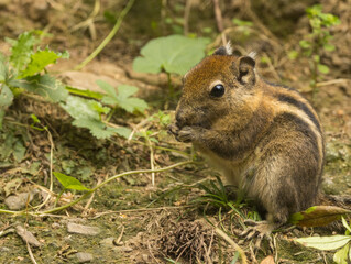 Ecureuil ray&eacute; de Swinhoe