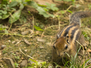 Ecureuil ray&eacute; de Swinhoe