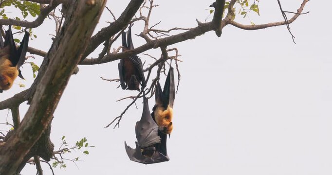 Indian Flying Fox Bats (Pteropus medius) Roosting in Large Colony in Trees, Tissamaharama, Sri Lanka