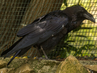 Grand corbeau © Ludovic