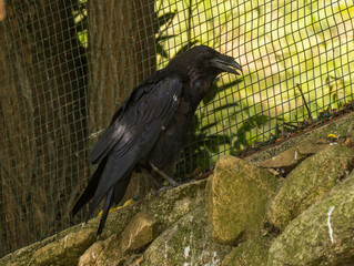 Grand corbeau © Ludovic