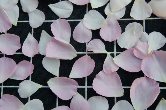 Soft rose petals on a dark grid background