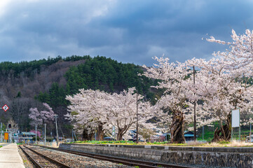 Japanese Cherry Blossom or Sakura and natural rural country train staion with blue sky day in Iwate, Japan