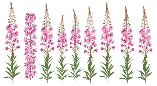 Set of blooming fireweed or rosebay willowherb plants in various stages, showing their tall spires of vibrant pink flowers.
