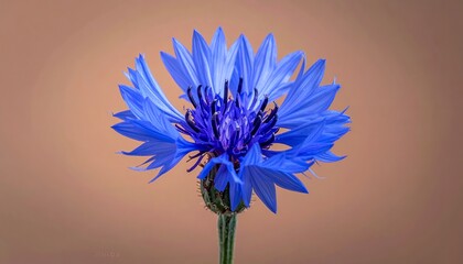 Vibrant Blue Cornflower Blossom in Sharp Focus Against Warm Backdrop.