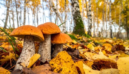 Cluster of orange-capped mushrooms amongst fallen, golden leaves in a birch forest during autumn