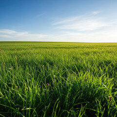 Vast Green Field Under a Bright Blue Sky with Wispy Clouds.