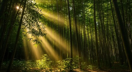 Obraz premium Sunlight filtering through bamboo forest trees.