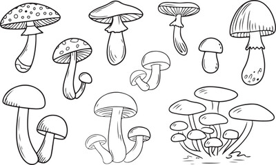 Mushroom sketches collection featuring diverse forest fungi species line art illustrations for biology nature or cooking projects