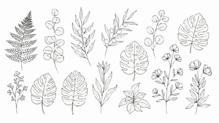 Collection of hand drawn botanical illustrations of various plants and leaves. © Hasyim