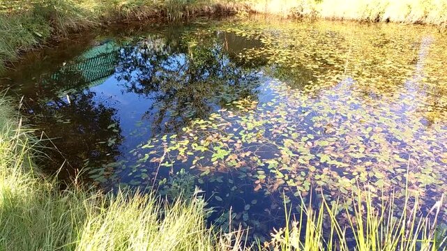 Video of a calm pond with floating leaves and tree reflections sunny day gentle water motion no people perfect for b roll meditation, looping background nature and design