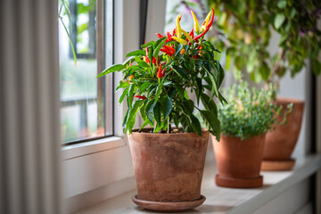 Balcony windowsill with potted hot chili red yellow peppers growing at home, pot with aromatic herbs and spices standing on kitchen window, gardening indoors, eco-friendly and healthy eating lifestyle © DimaBerlin