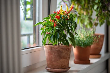 Küchenrückwand glas motiv Scharfe Chili-pfeffer Balcony windowsill with potted hot chili red yellow peppers growing at home, pot with aromatic herbs and spices standing on kitchen window, gardening indoors, eco-friendly and healthy eating lifestyle  © DimaBerlin