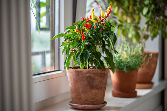 Balcony windowsill with potted hot chili red yellow peppers growing at home, pot with aromatic herbs and spices standing on kitchen window, gardening indoors, eco-friendly and healthy eating lifestyle