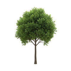 Fototapeta premium Green Deciduous Tree with Lush Foliage Isolated on White Background