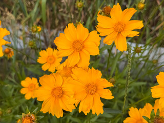 Obraz premium Orange Cosmos Flowers Blooming in Garden Natural Light
