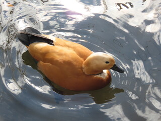 池を泳ぐ鳥のアカツクシガモ