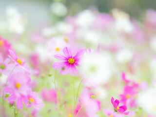 秋を彩るコスモスの花畑。かわいいピンクのコスモス。自然風景。横構図