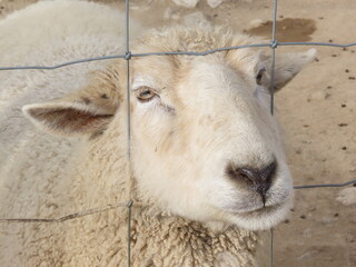 金属の網目から顔を出す羊