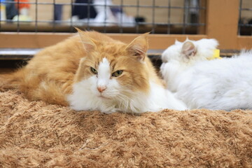 室内で飼育された猫のアップ