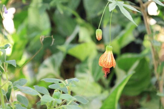 開花したオレンジ色のショウジョウカの花