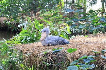 1羽の灰色の鳥のハシビロコウ