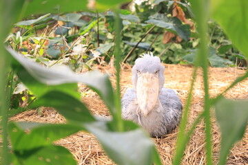 1羽の灰色の鳥のハシビロコウ