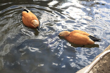 池を泳ぐ鳥のアカツクシガモ