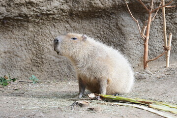 飼育されたカピバラのアップ