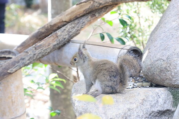 飼育された1匹のリスのアップ