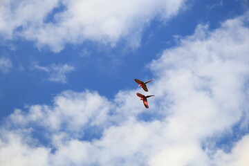 大空を飛ぶ赤い鳥のコンゴウインコ