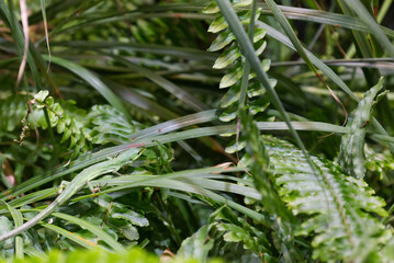 草が生い茂った場所で暮らす一匹の緑色のミヤコカナヘビ