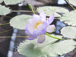 水面に浮かぶ紫色のスイレンの花