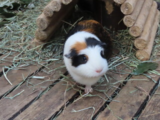 飼育されたモルモットのアップ