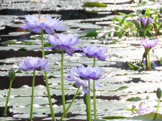 水面に浮かぶ紫色のスイレンの花