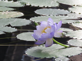 水面に浮かぶ紫色のスイレンの花
