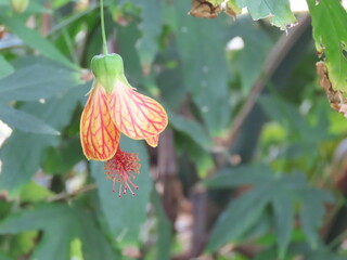 開花したオレンジ色のショウジョウカの花