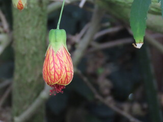 開花したオレンジ色のショウジョウカの花