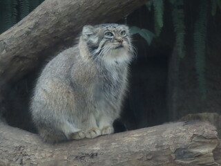 飼育された1匹のマヌルネコのアップ