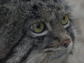 飼育された1匹のマヌルネコのアップ