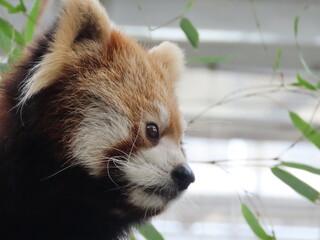 1匹のレッサーパンダのアップ