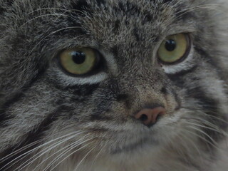 飼育された1匹のマヌルネコのアップ