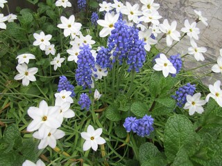 ハナニラとムスカリの花