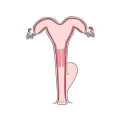 Repdoductivesystem of animal