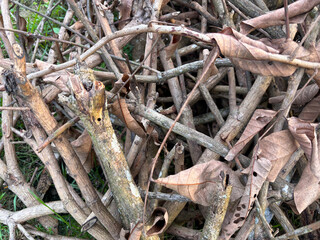 Dry Wood Branches and Fallen Leaves Natural Background Texture