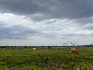 Livestock Cattle Resting and Grazing in Open Farm Field